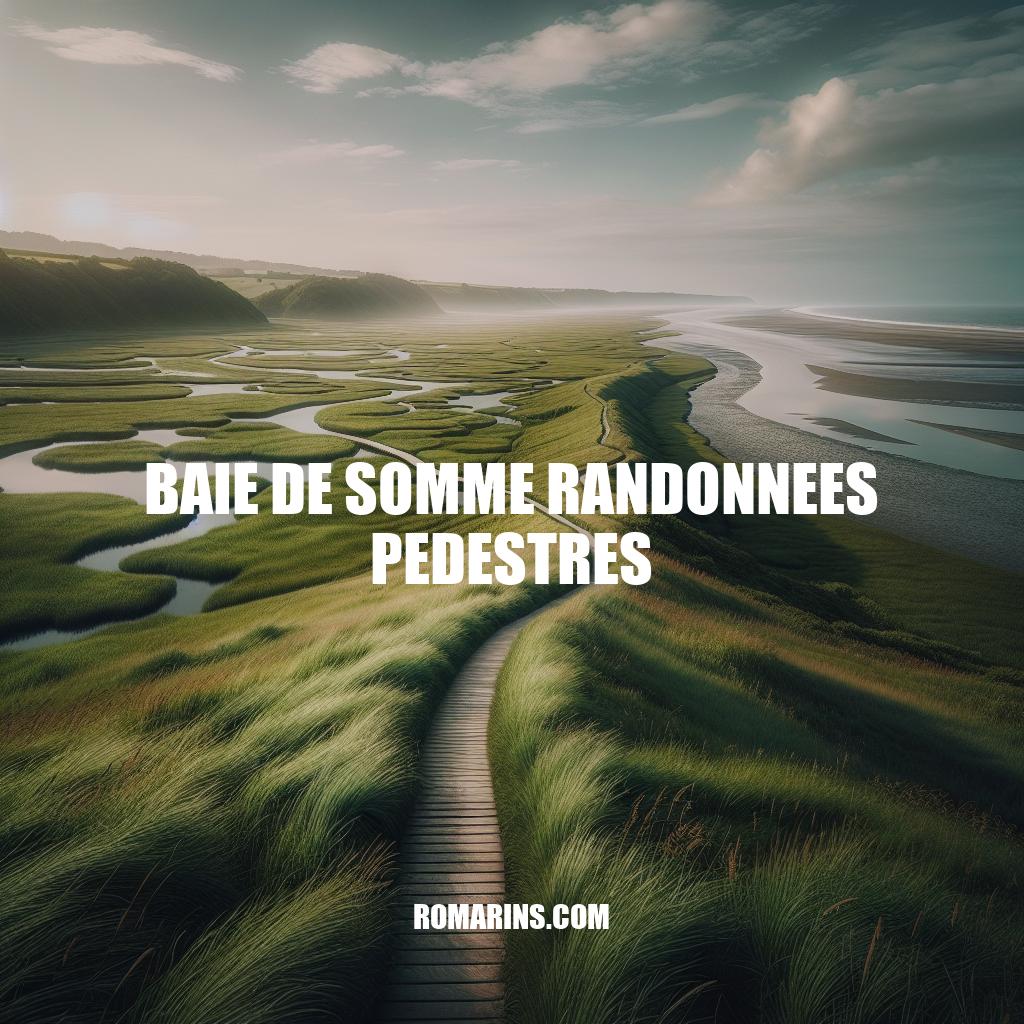 Randonnées pédestres à la Baie de Somme : découverte naturelle