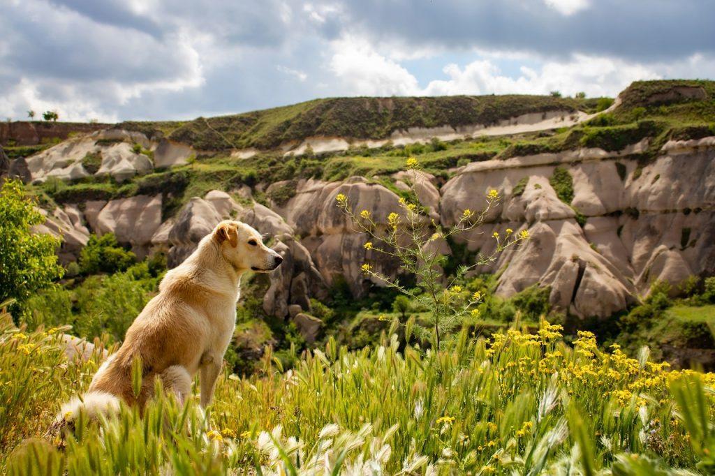 Randonnée canine dans les Pyrénées
