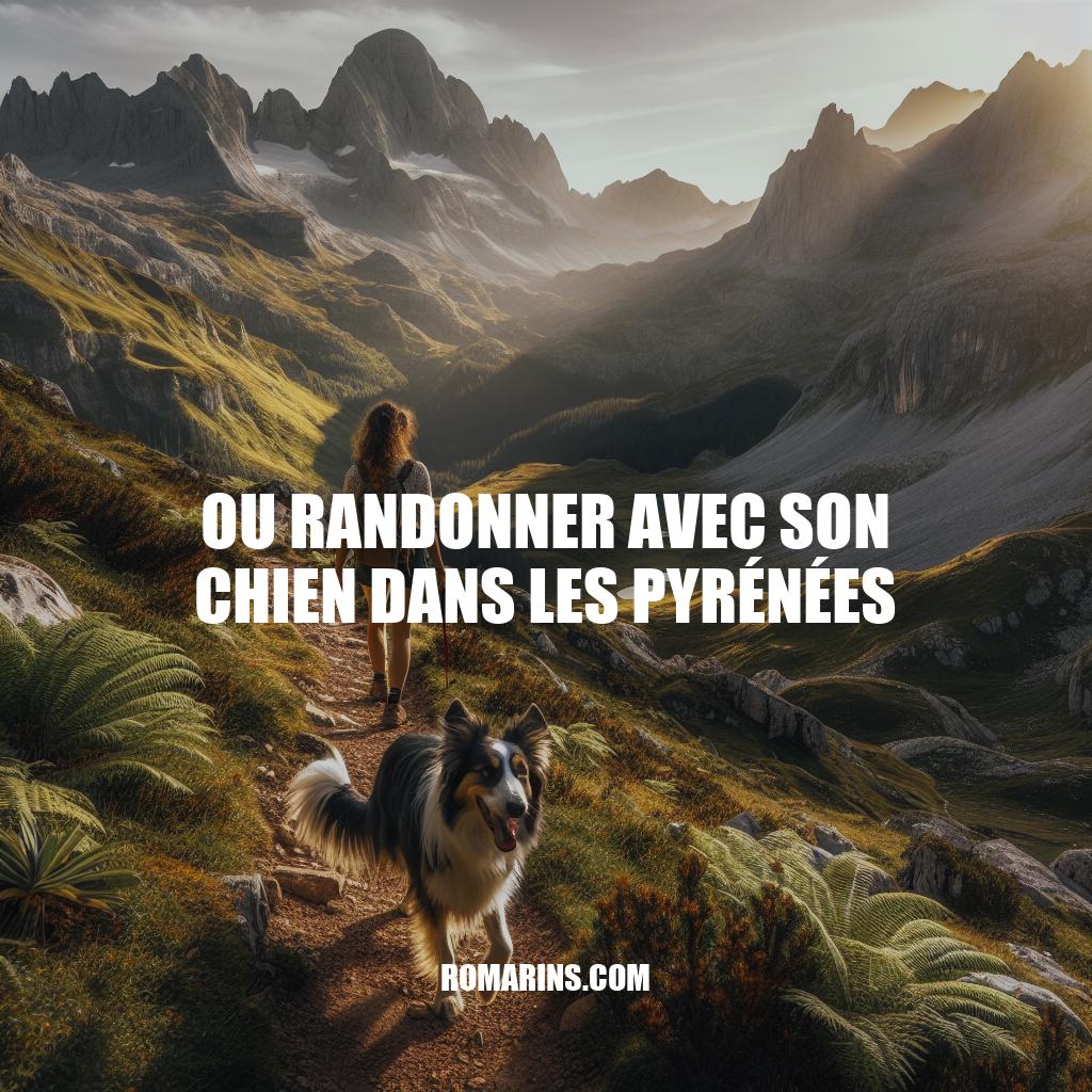 Randonner avec son chien dans les Pyrénées : Conseils et Itinéraires