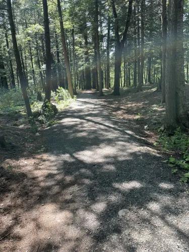 Une image dun sentier qui traverse une forêt avec des arbres imposants et des branches entremêlées.