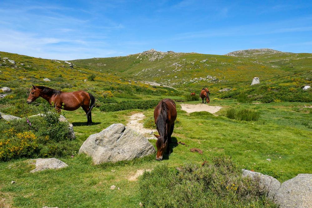 Des chevaux paissent dans un pré verdoyant entouré de montagnes.