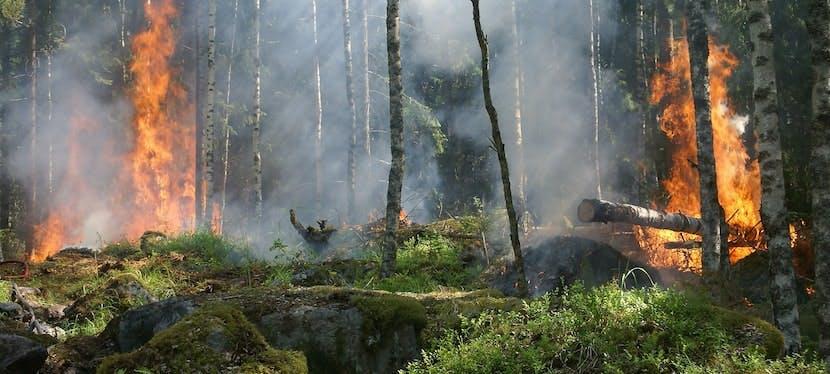 Une forêt en feu avec des arbres qui brûlent et de la fumée qui sélève dans les airs.