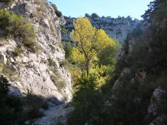 Une image dun arbre jaune dans un canyon.