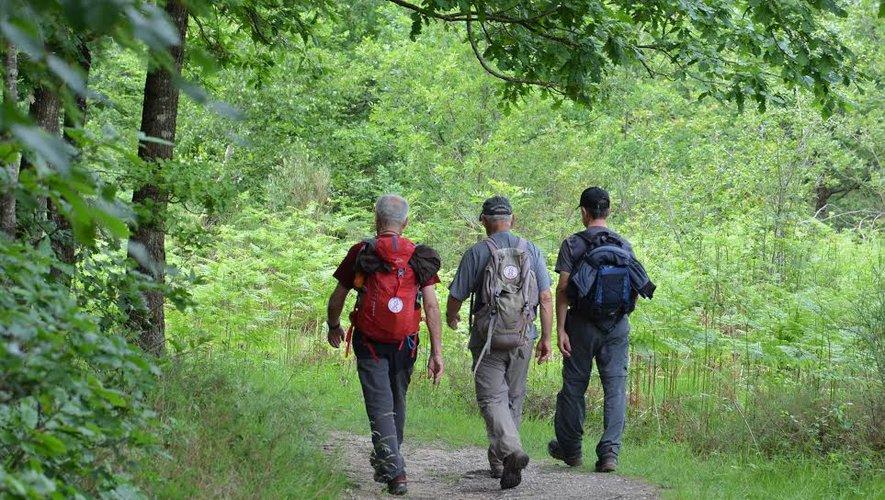 Trois randonneurs marchent sur un sentier en forêt.