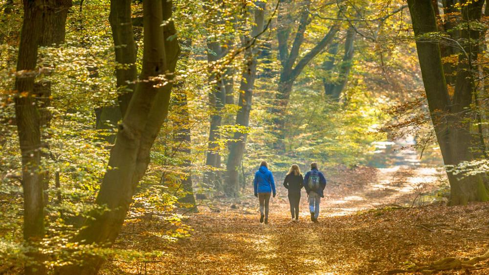 Trois personnes marchent sur un sentier forestier en automne.
